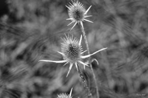 Uber Exif Photo
