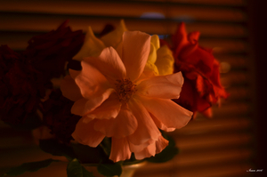 Uber Exif Photo