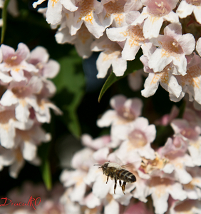 Uber Exif Photo