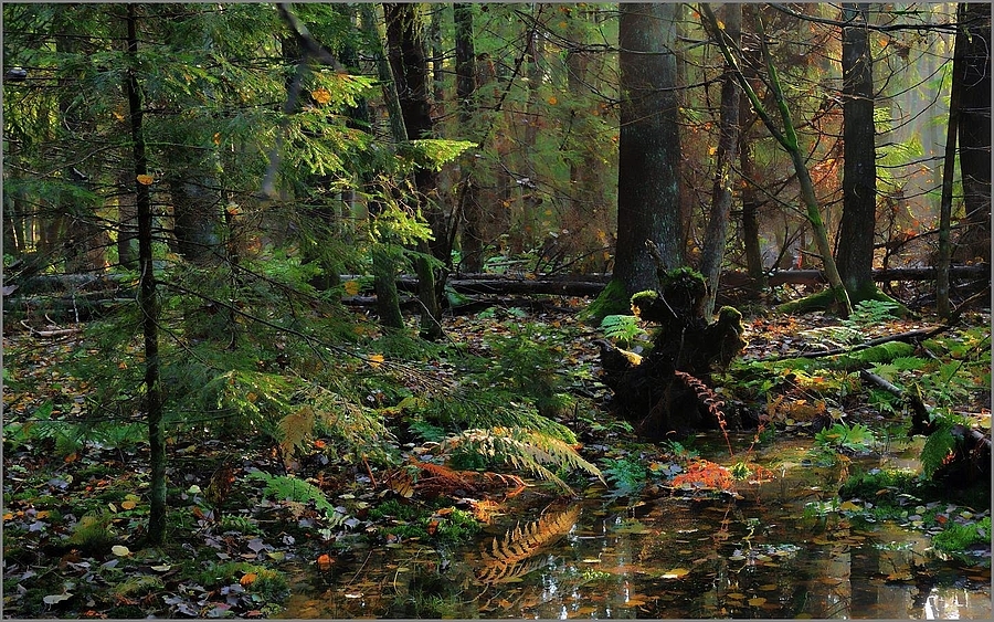 In the Wetlands