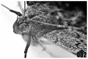 Uber Exif Photo