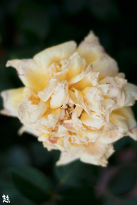 Uber Exif Photo