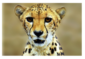 Uber Exif Photo