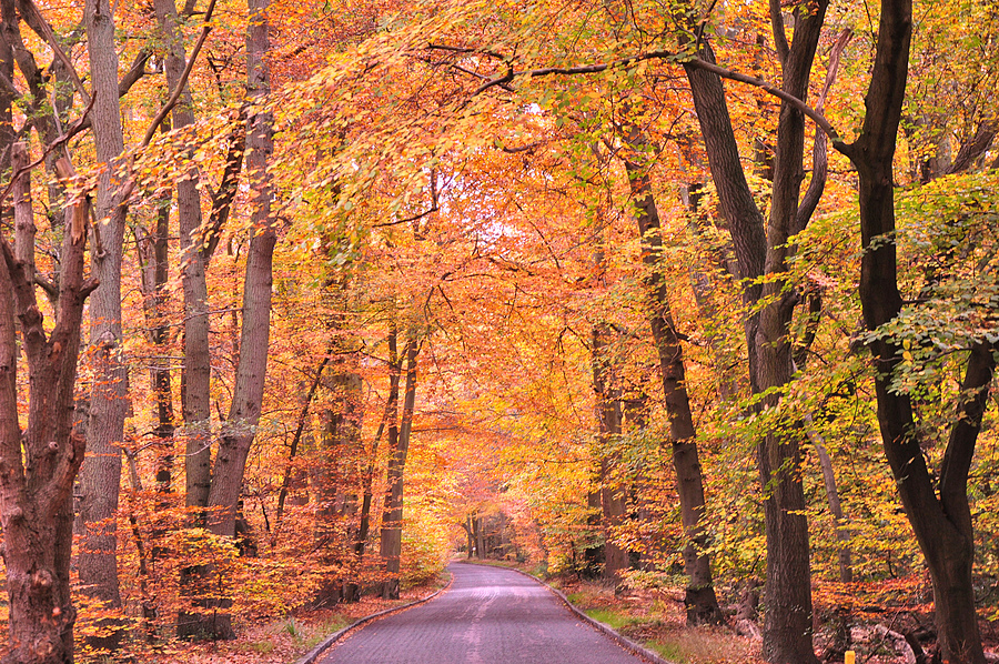 Beeches