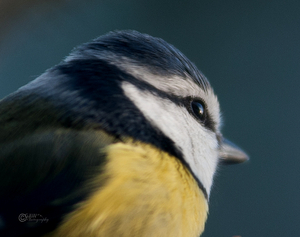 Uber Exif Photo