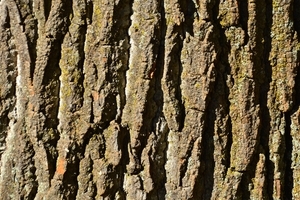 Uber Exif Photo