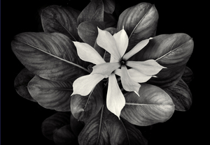 Uber Exif Photo