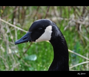 Uber Exif Photo