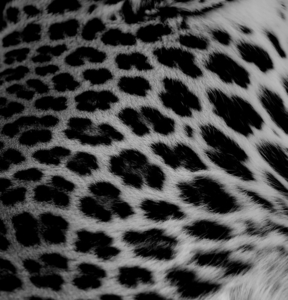 Uber Exif Photo