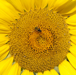 Uber Exif Photo