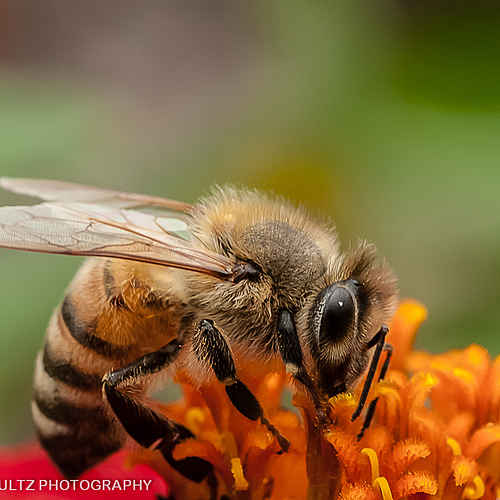 Honeybee