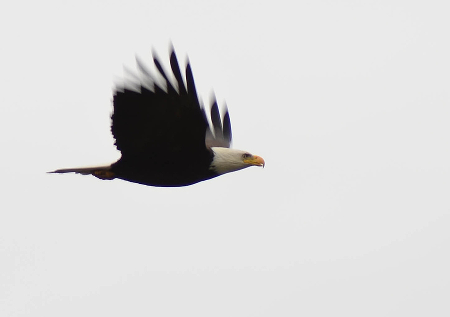 Bald Eagle in flight