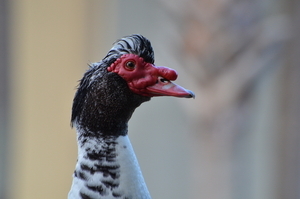 Uber Exif Photo