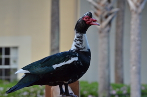 Uber Exif Photo
