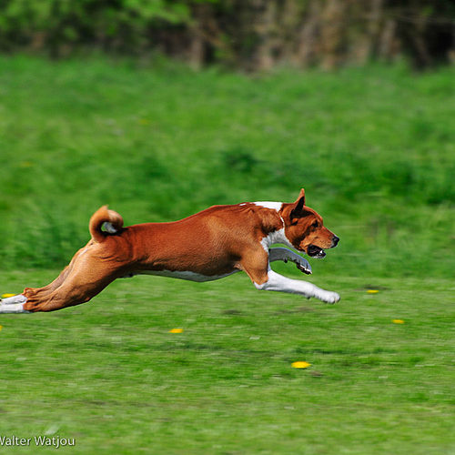 Lure coursing