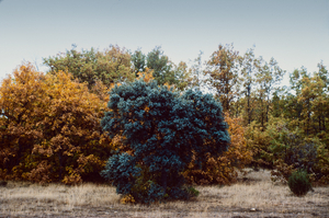 Uber Exif Photo