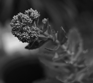 Uber Exif Photo