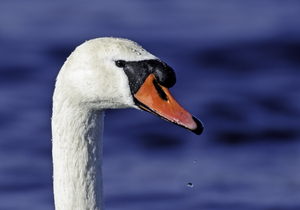 Uber Exif Photo