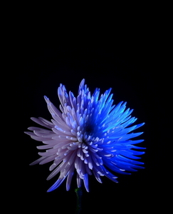 Uber Exif Photo