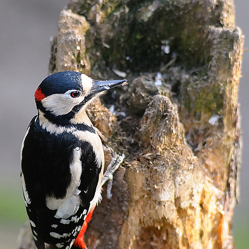 greater spotted woodpecker