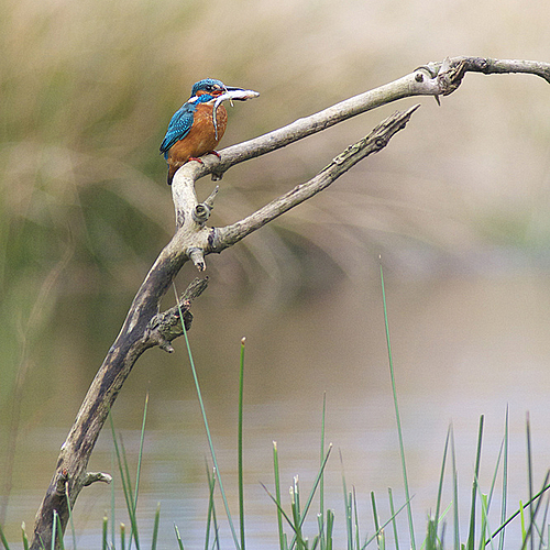 Kingfisher