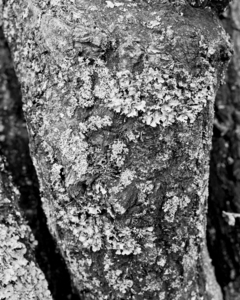 Uber Exif Photo