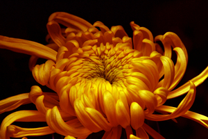 Uber Exif Photo