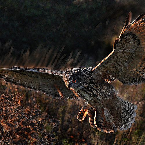 Eagle Owl