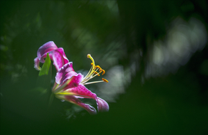 Uber Exif Photo