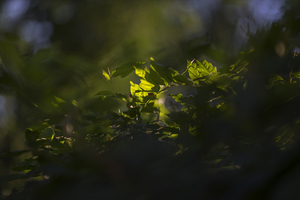 Uber Exif Photo
