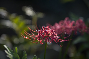 Uber Exif Photo