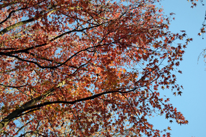 Uber Exif Photo