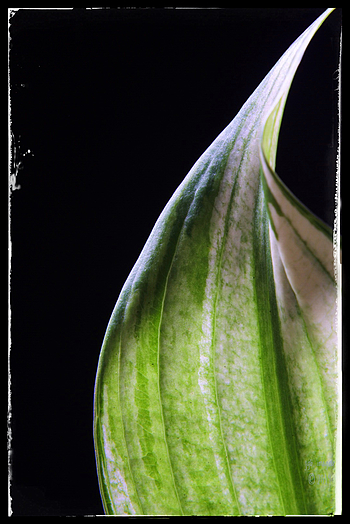 Uber Exif Photo