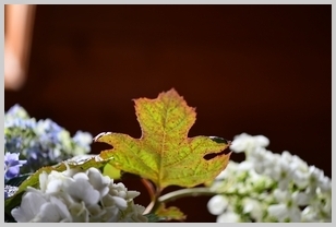 Uber Exif Photo