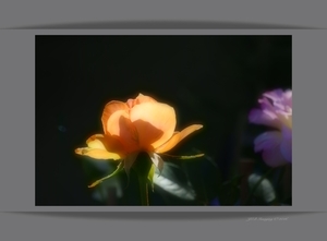 Uber Exif Photo