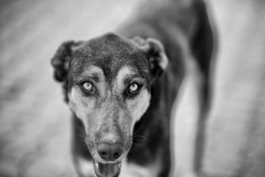 Uber Exif Photo