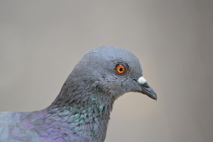 Uber Exif Photo