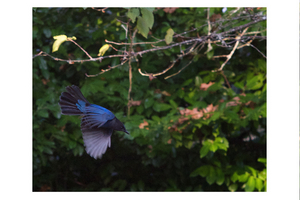 Uber Exif Photo