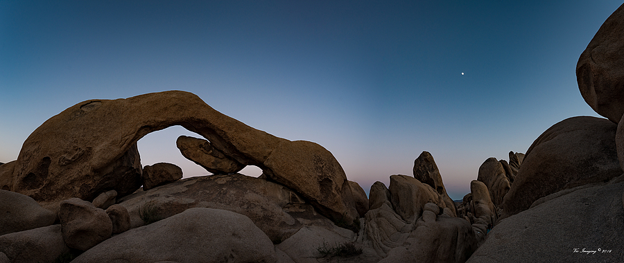 Joshua Tree andd the Elephant  Arch