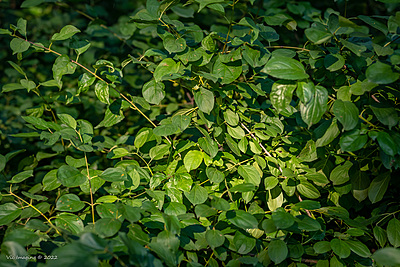 Uber Exif Photo