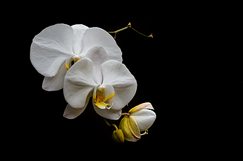 Uber Exif Photo