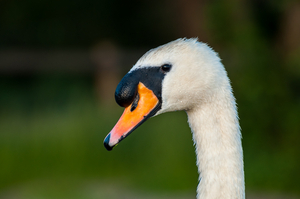 Uber Exif Photo