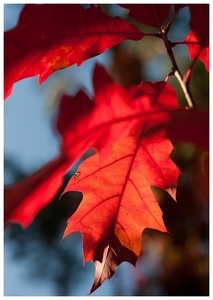 Uber Exif Photo