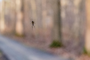 Uber Exif Photo