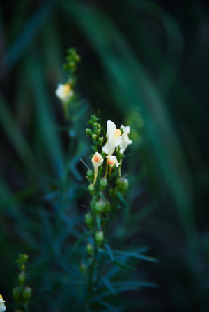 Uber Exif Photo