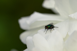 Uber Exif Photo