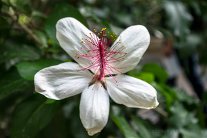 Uber Exif Photo