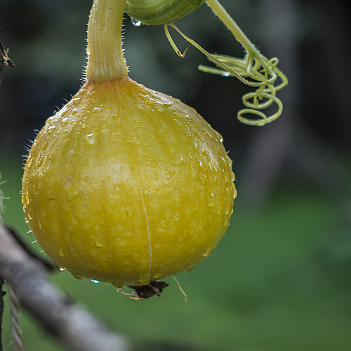 My first ever own grown pumpkin!