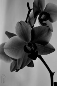 Uber Exif Photo