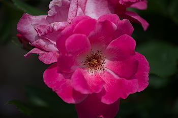 Uber Exif Photo